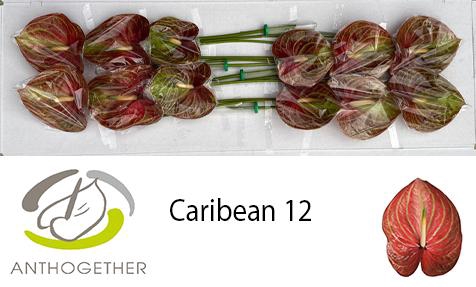 <h4>ANTH A CARIBEAN 12</h4>