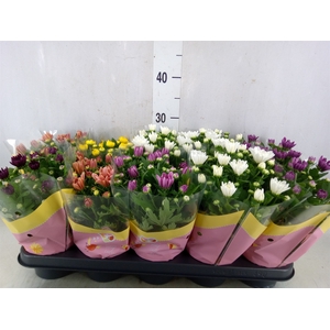 Chrysanthemum   ..rosebud mix