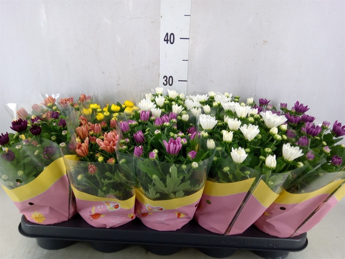 <h4>Chrysanthemum   ..rosebud mix</h4>