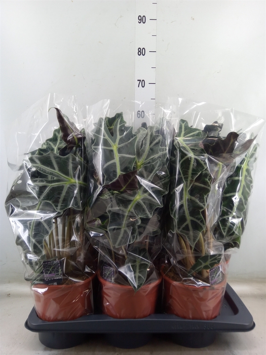 <h4>Alocasia amazonica 'Polly'</h4>