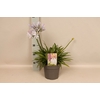 vaste planten 19 cm  Agapanthus Crystal Blue