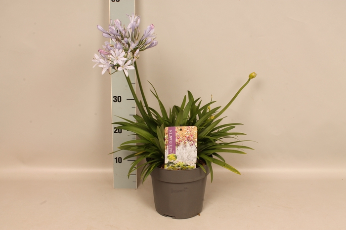 vaste planten 19 cm  Agapanthus Crystal Blue
