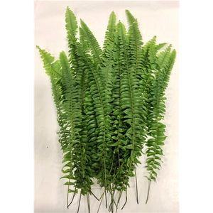 NEPHROLEPIS SNIJGROEN