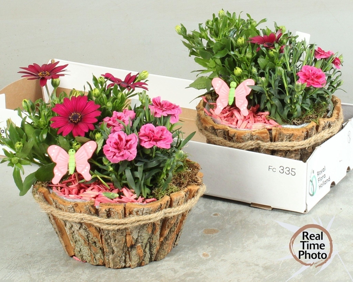 <h4>ARR TUINPLANTEN</h4>