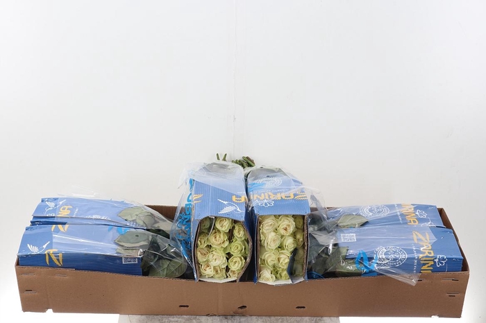 <h4>R Gr Mondial Box Co</h4>