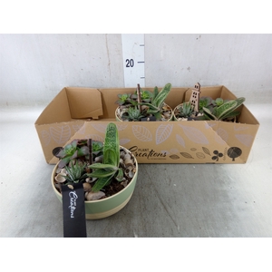 Arr.   Kamerplant Groen H%