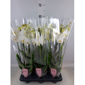 Phalaenopsis  'Ant Inverness'