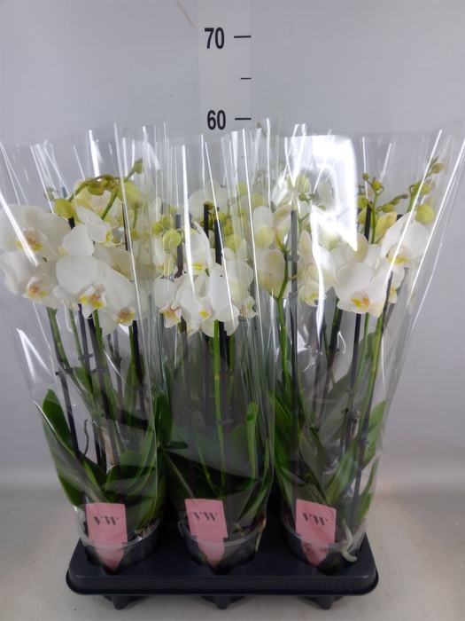 <h4>Phalaenopsis  'Ant Inverness'</h4>