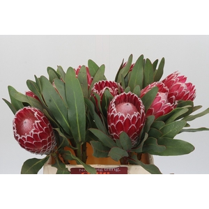 Protea Empress