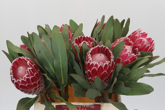 <h4>Protea Empress</h4>
