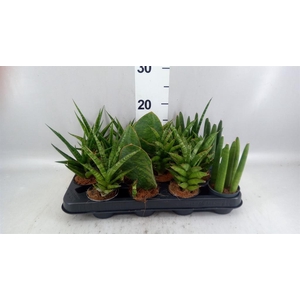 Sansevieria   ...