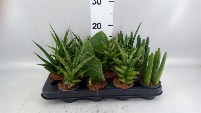 <h4>Sansevieria   ...</h4>