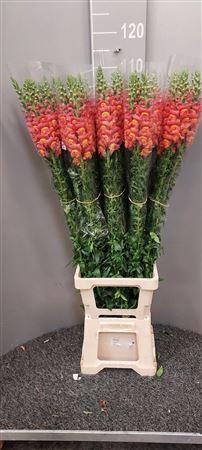 Antir Antibes Orange