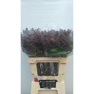 Syr V R V Horstenst 4 Head