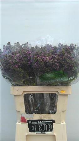 <h4>Syr V R V Horstenst 4 Head</h4>