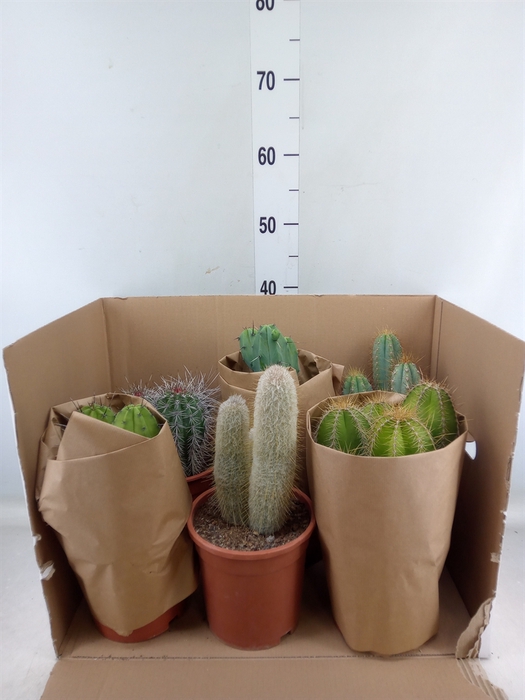 <h4>Cactus   ...mix</h4>