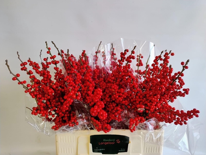 <h4>ILEX VE RODE BES</h4>