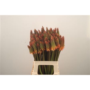 Kniphofia Alcazar