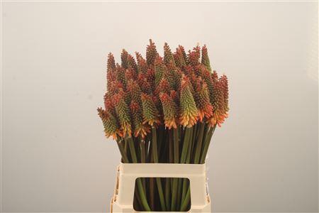 <h4>Kniphofia Alcazar</h4>