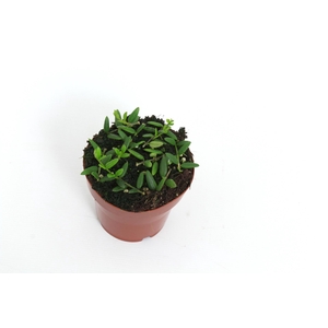 Hoya Engleriana 12 cm