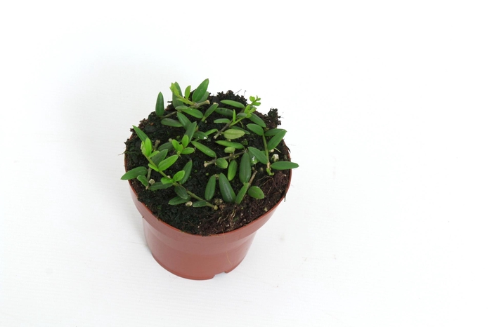 <h4>Hoya Engleriana 12 cm</h4>