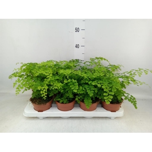 Adiantum raddi. 'Fragrans'