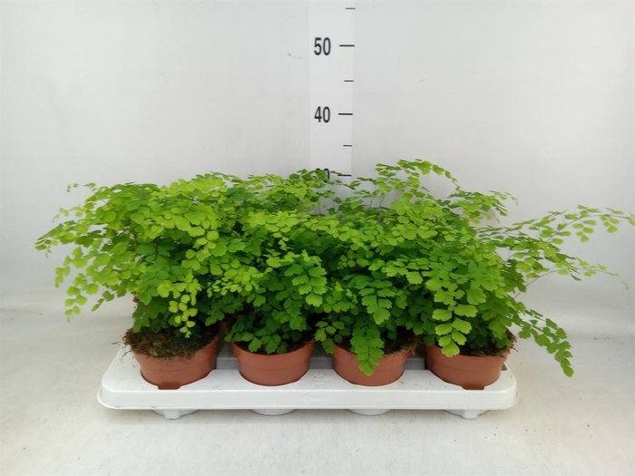<h4>Adiantum raddi. 'Fragrans'</h4>