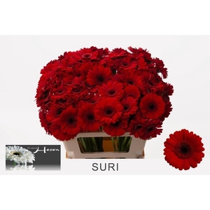 GE MI SURI
