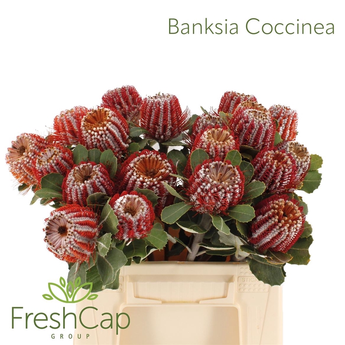<h4>Banksia Coccinea</h4>