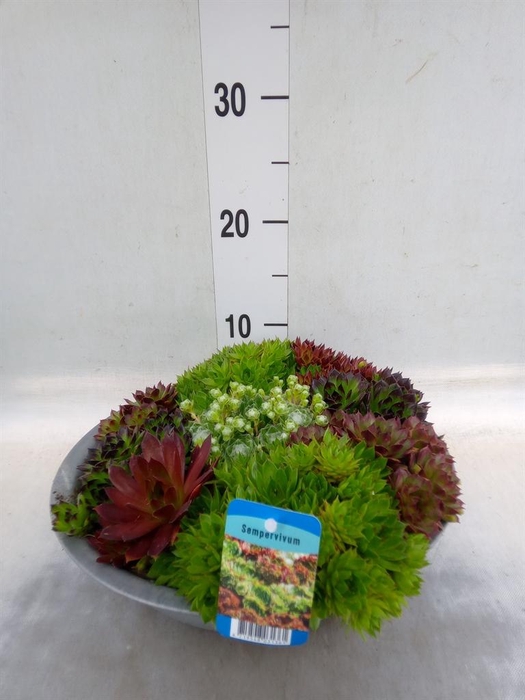<h4>Sempervivum   ...</h4>