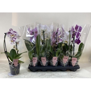 PHAL GEM