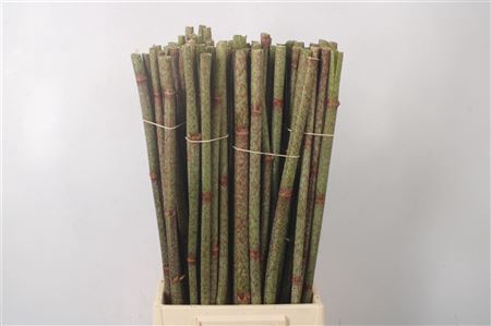 <h4>Polygonum Stokken</h4>