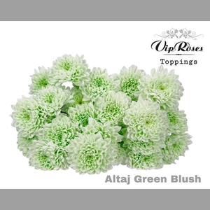 CHR T ALTAJ GREEN BLUSH