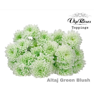 Chr T Altaj Green Blush