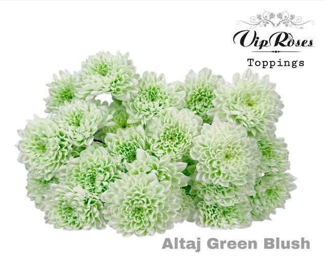<h4>CHR T ALTAJ GREEN BLUSH</h4>