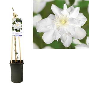 Clematis 'Sylvia Denny' +light label