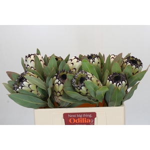 Protea Barbigera Snow Leopard