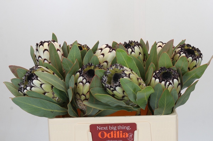 <h4>Protea Barbigera Snow Leopard</h4>