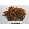 Anigozanthos Gold Fever