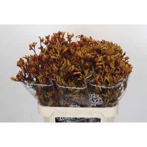 Anigozanthos Gold Fever