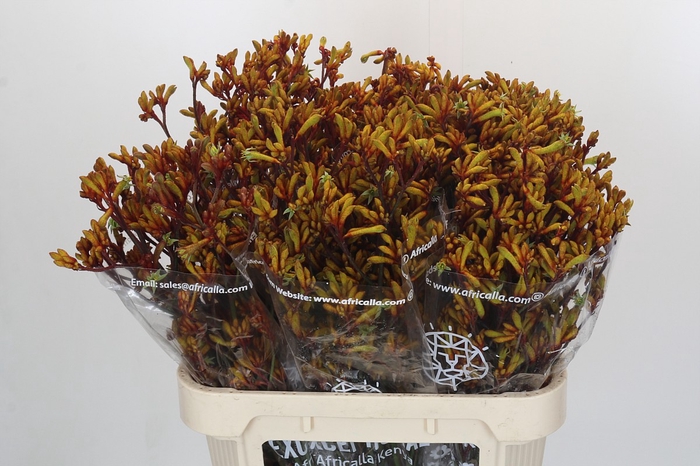 Anigozanthos Gold Fever