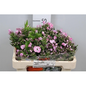 Phlox P Senora