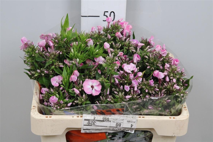 <h4>Phlox P Senora</h4>