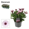 Osteospermum Señorita Quinty rose Quinty, beperkt leverbaar