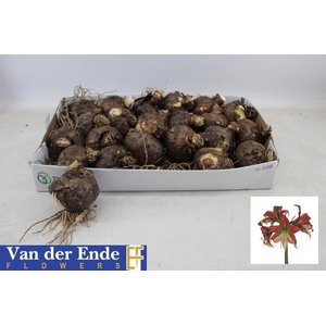 BLOEMBOL HIPPEASTRUM