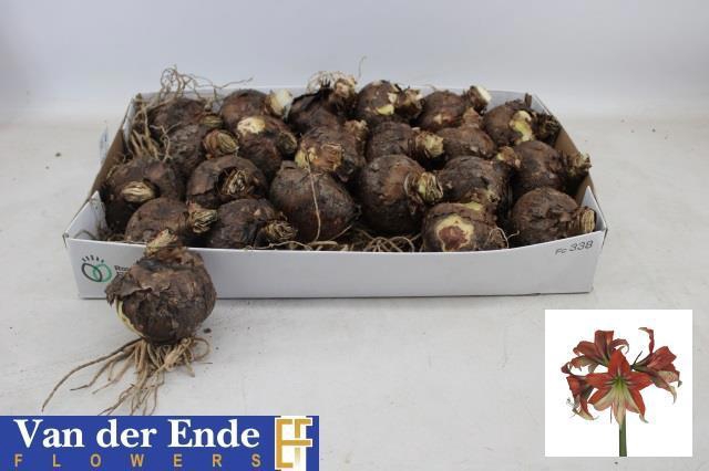 <h4>BLOEMBOL HIPPEASTRUM</h4>