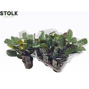 Ctenanthe Burle-marx