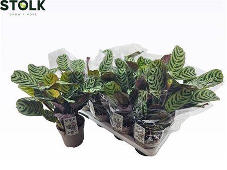 <h4>Ctenanthe Burle-marx</h4>