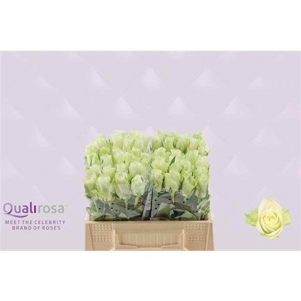 <h4>R Gr Athena</h4>