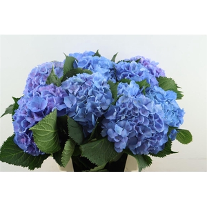 Hydr M Elbtal Blue 60-18